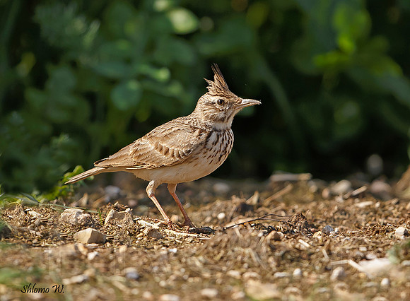 Crested Lark