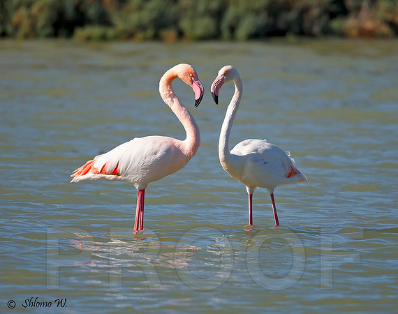 Flamingo