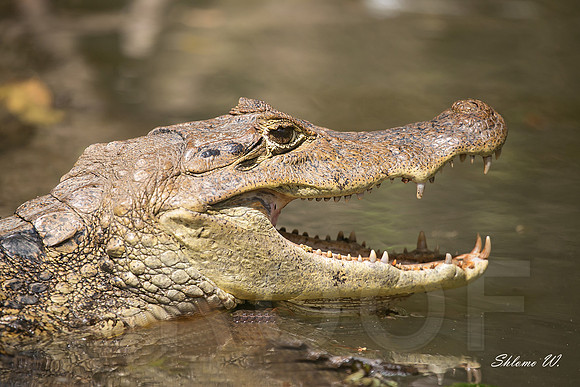 Caiman