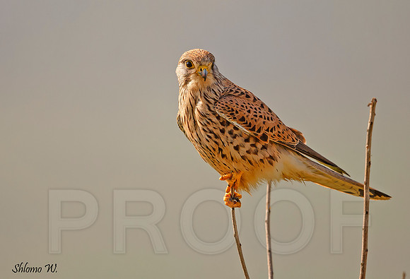 Common Kestrel