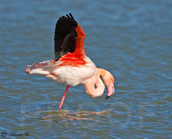 Flamingo