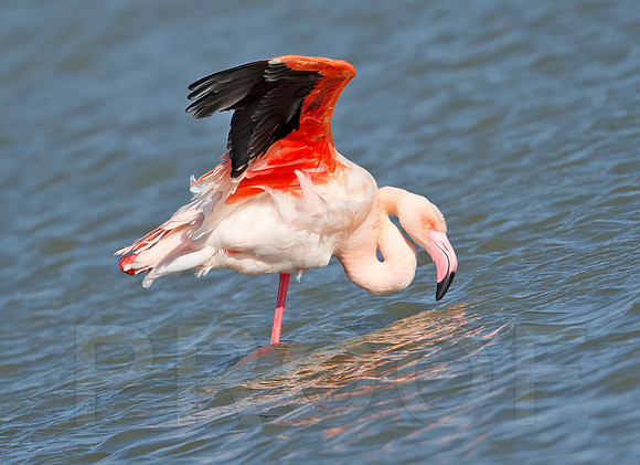 Flamingo