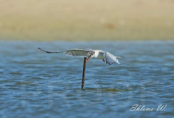 Common Tern