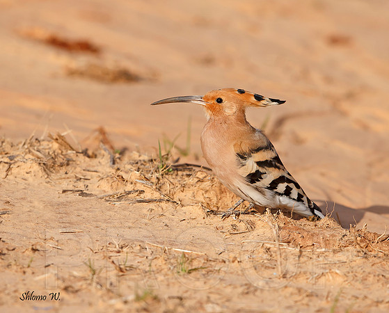 Hoopoe