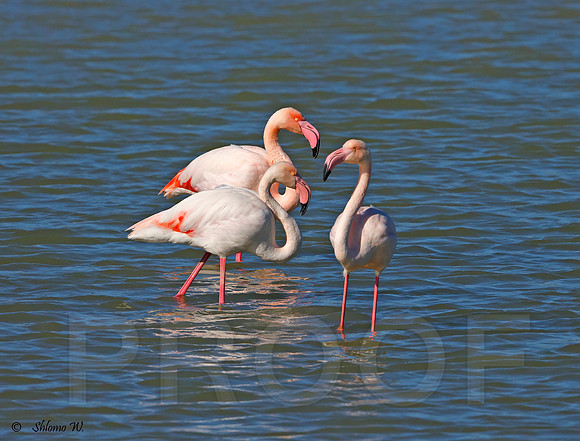Flamingo