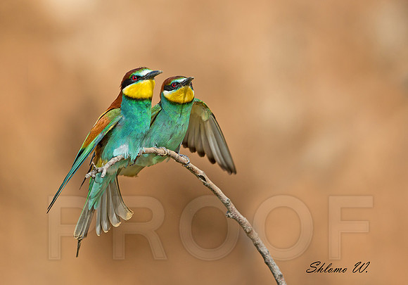 pair of bee-eaters