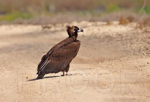 Black Vulture