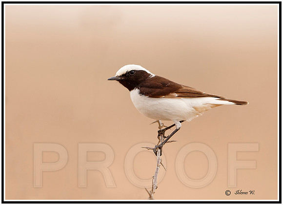Mourning Wheatear