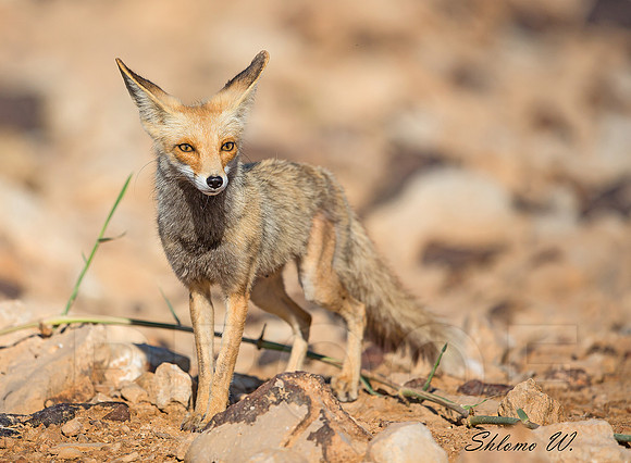 FOX