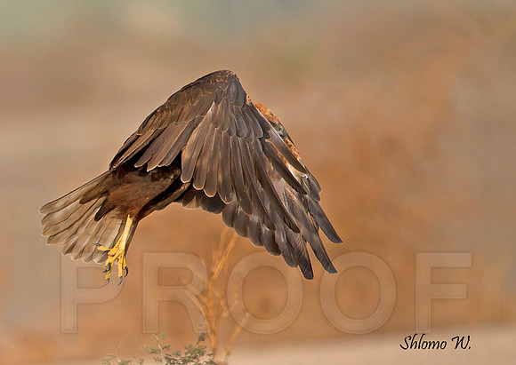 Marsh Harrier