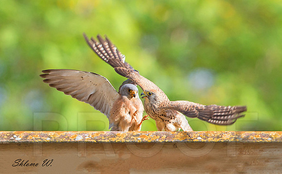 Lesser Kestrel , pair