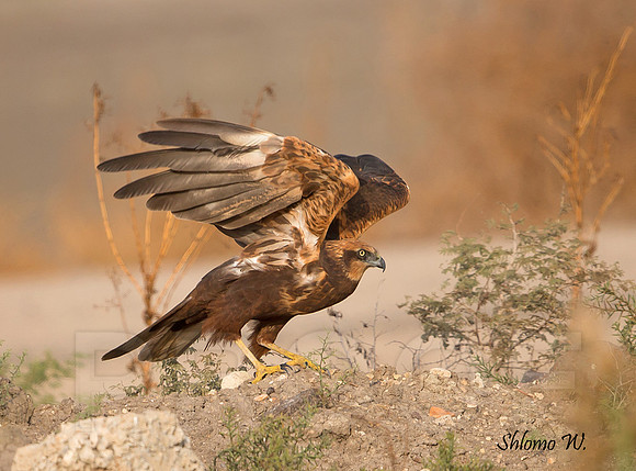 Marsh Harrier