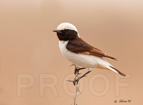 Mourning Wheatear