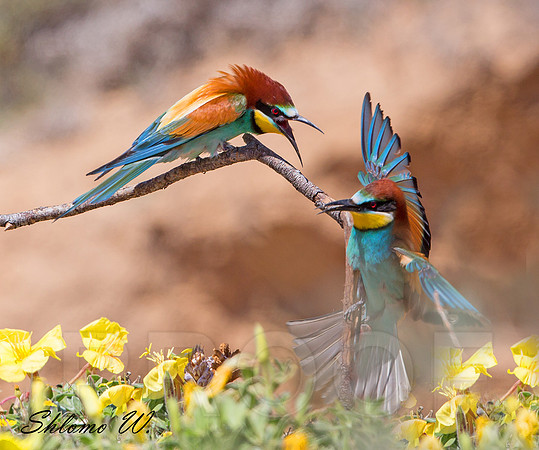 Bee-eaters