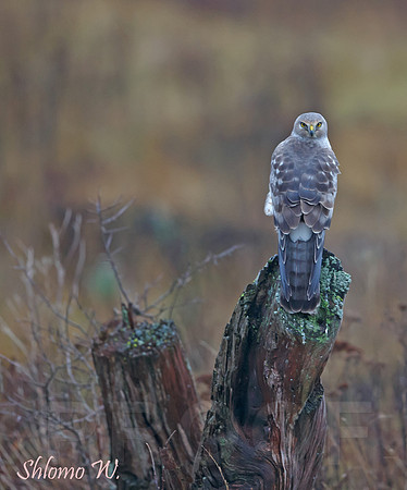 Northern Harrier