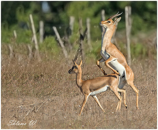 Love of Gazelle's