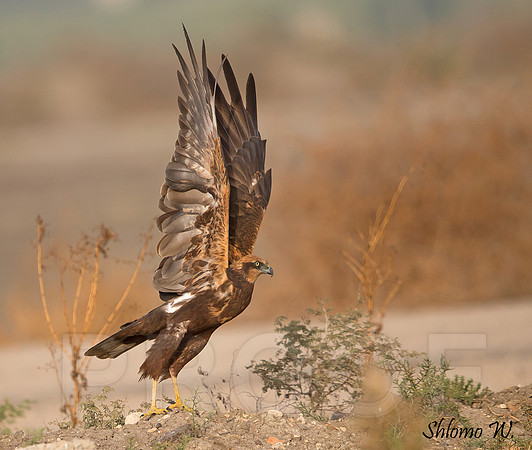 Marsh Harrier