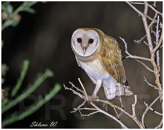 Barn Owl