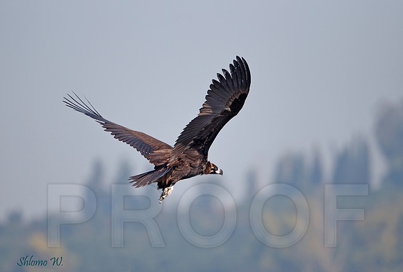 Black Vulture