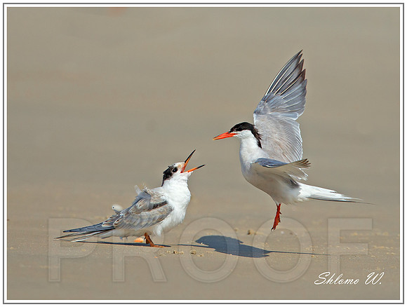 Common Tern