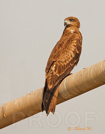 Black Kite