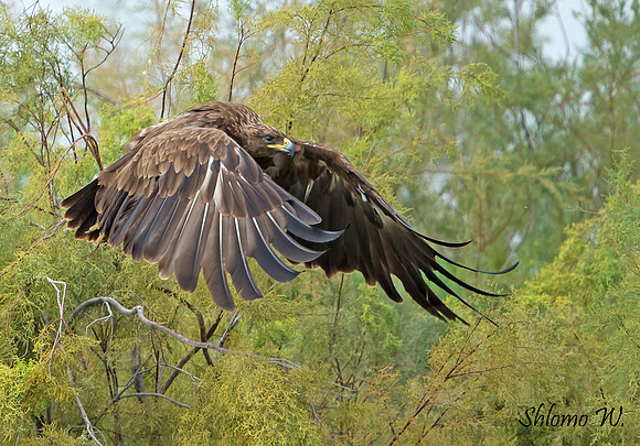 Spotted Eagle