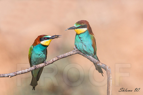 Bee-eater brings a bee
