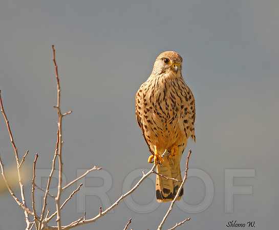 Common Kestrel