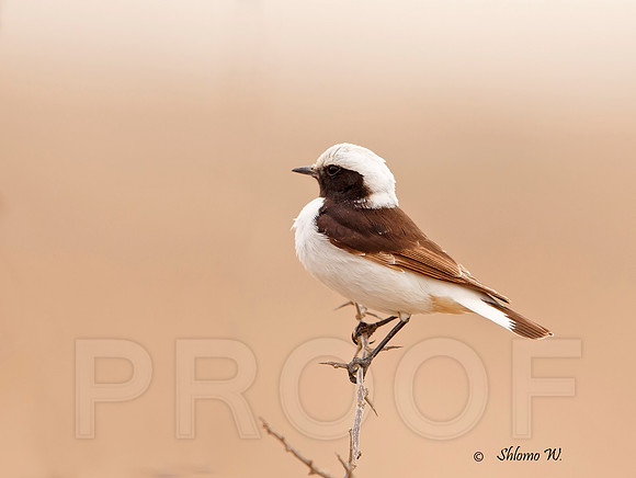 Mourning Wheatear