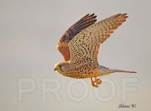 Common Kestrel