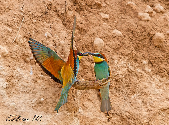 Bee Eater