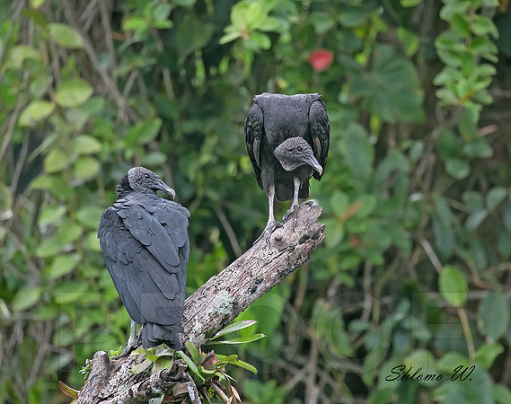Black Vulture