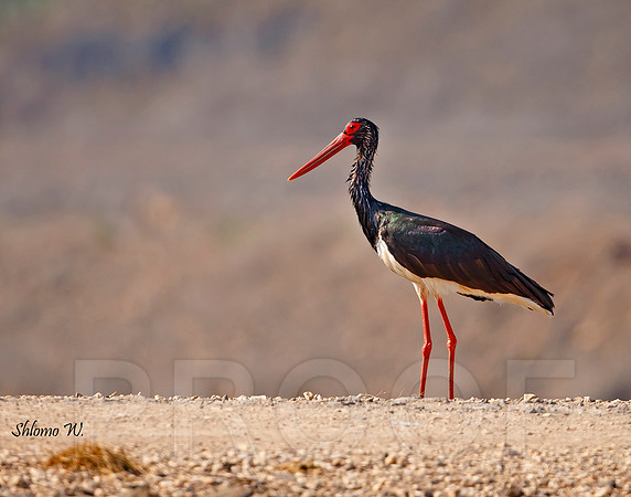 Black Stork