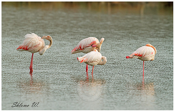 Flamingo