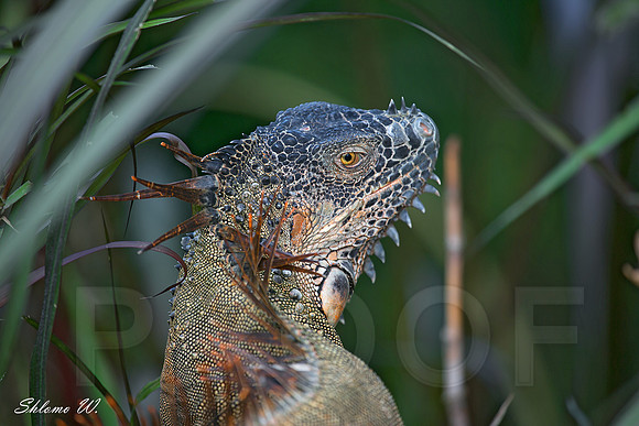 Iguana