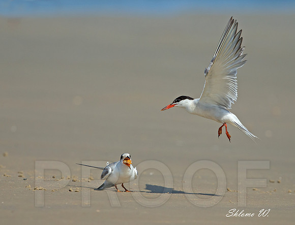 Common Tern with fish