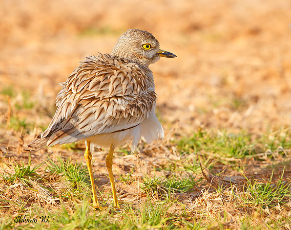 Stone-curlew