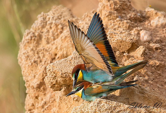 pair of bee-eaters in love