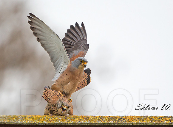 Love of Lesser Kestrel 3