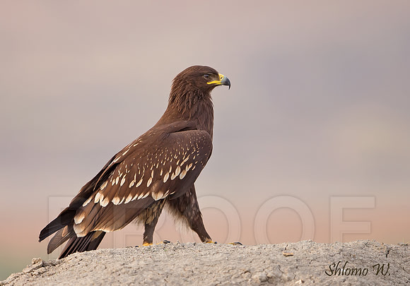 Spotted Eagle