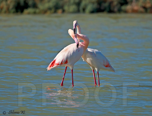 Flamingo