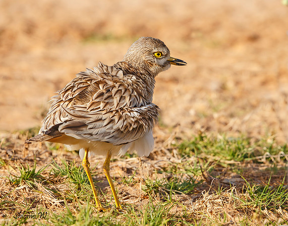 Stone-curlew