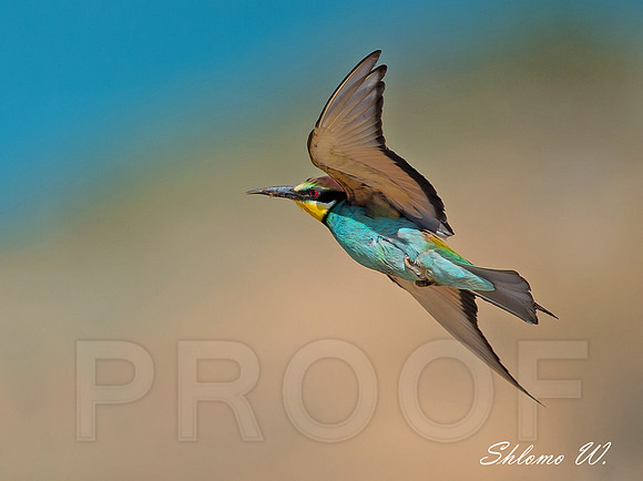 Bee-eater