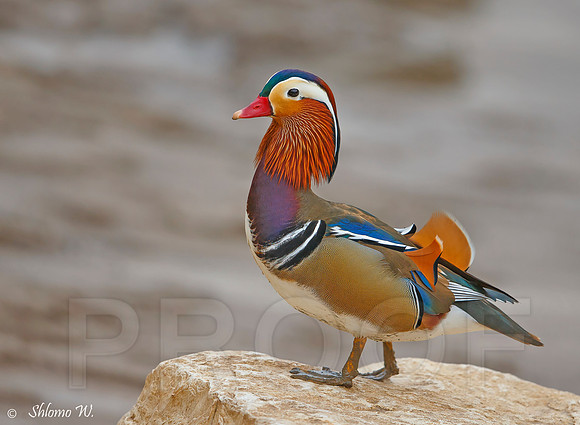 Mandarin Duck