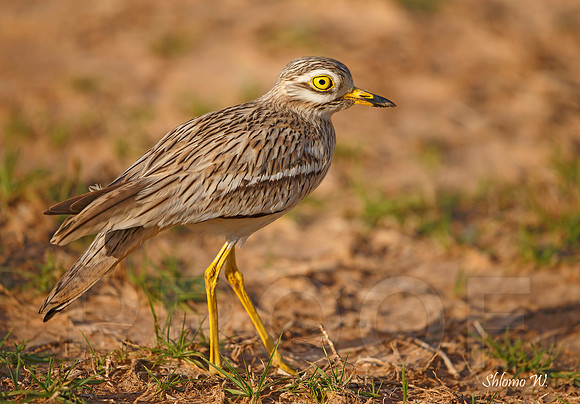 Stone-curlew