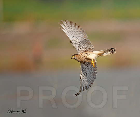 Common Kestrel