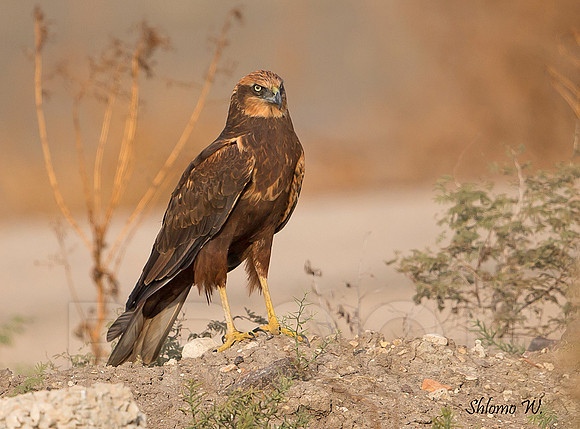 Marsh Harrier