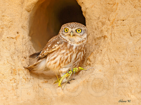 Little Owl