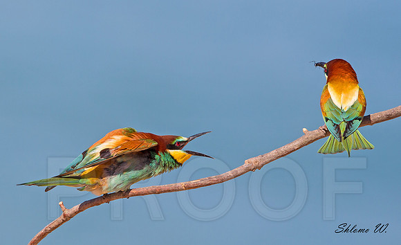Bee-eaters, pair.