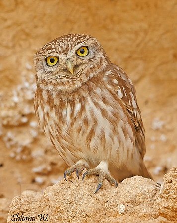 Little Owl